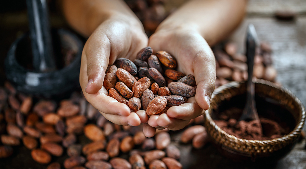 Mani in primo piano, chiuse come una ciotola, piene di fave di cacao che porgono verso chi guarda