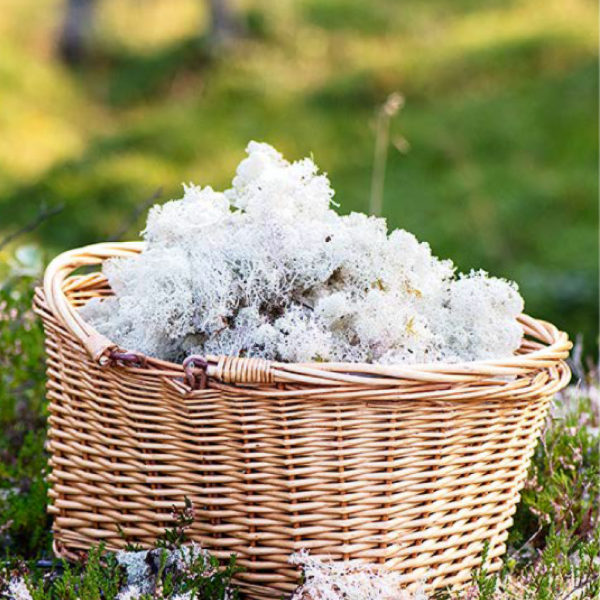 Fjåk Reindeer Moss & Lingonberry 70%